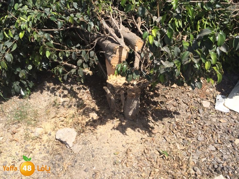 kenan 7ashouna 0503 (5).JPG